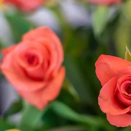 아파트 De Heek 팔켄뷔르흐안더횔