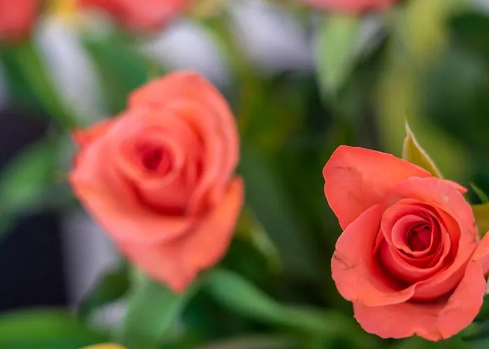 公寓 De Heek 法尔肯堡